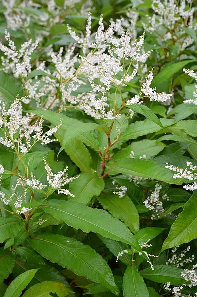 Persicaria polystachia wallichii invasive non vendue proscrire