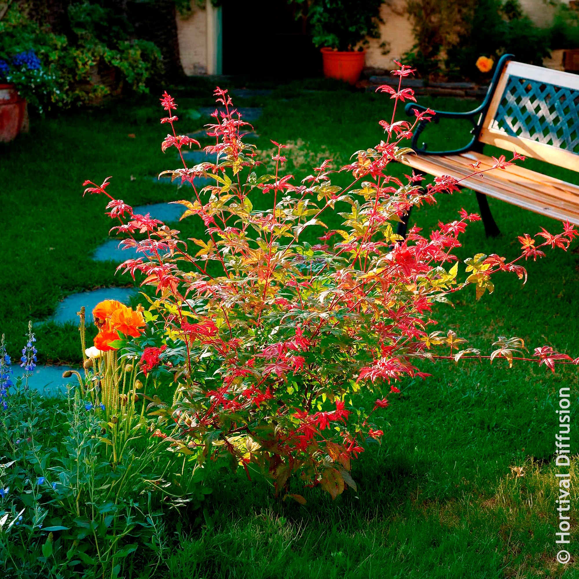 Bakker Érable Deshojo Acer palmatum rouge pot Ø 9cm