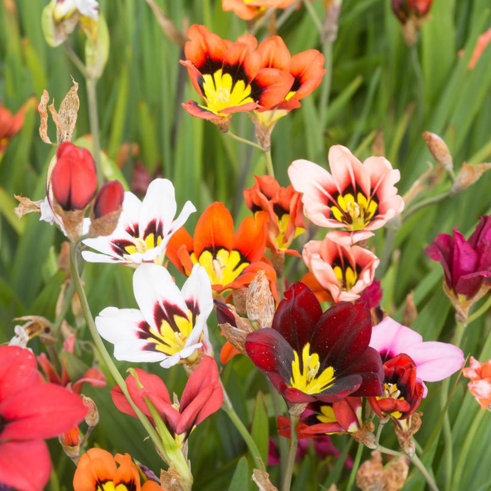Bakker Bulbes fleurs d'été mélange sachet 30 bulbes
