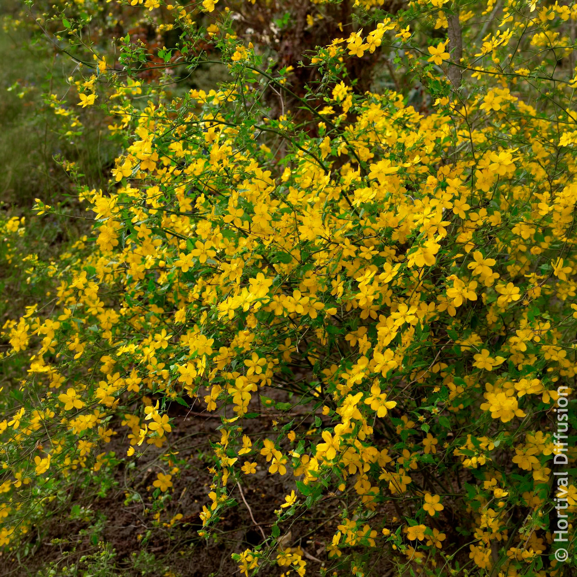 Bakker Corête Japon Golden Guinea arbuste pot 2 L fleurs jaunes