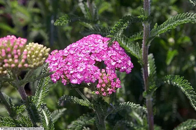 Passion Vivaces Achillea Apple Blossom achillée rose compacte