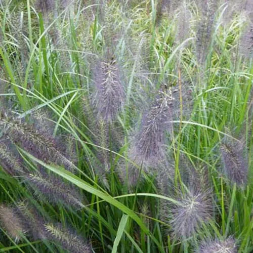 Bakker Pennisetum National Arboretum graminée pot 9cm