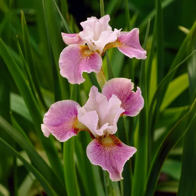 Bakker Dance Ballerina Dance iris de Sibérie pot 8cm