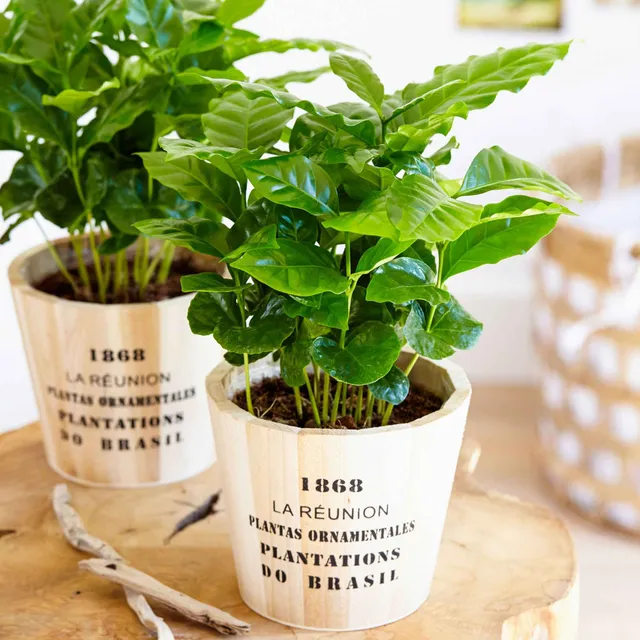Bakker Caféier Coffea arabica plante d'intérieur pot Ø12cm brillant