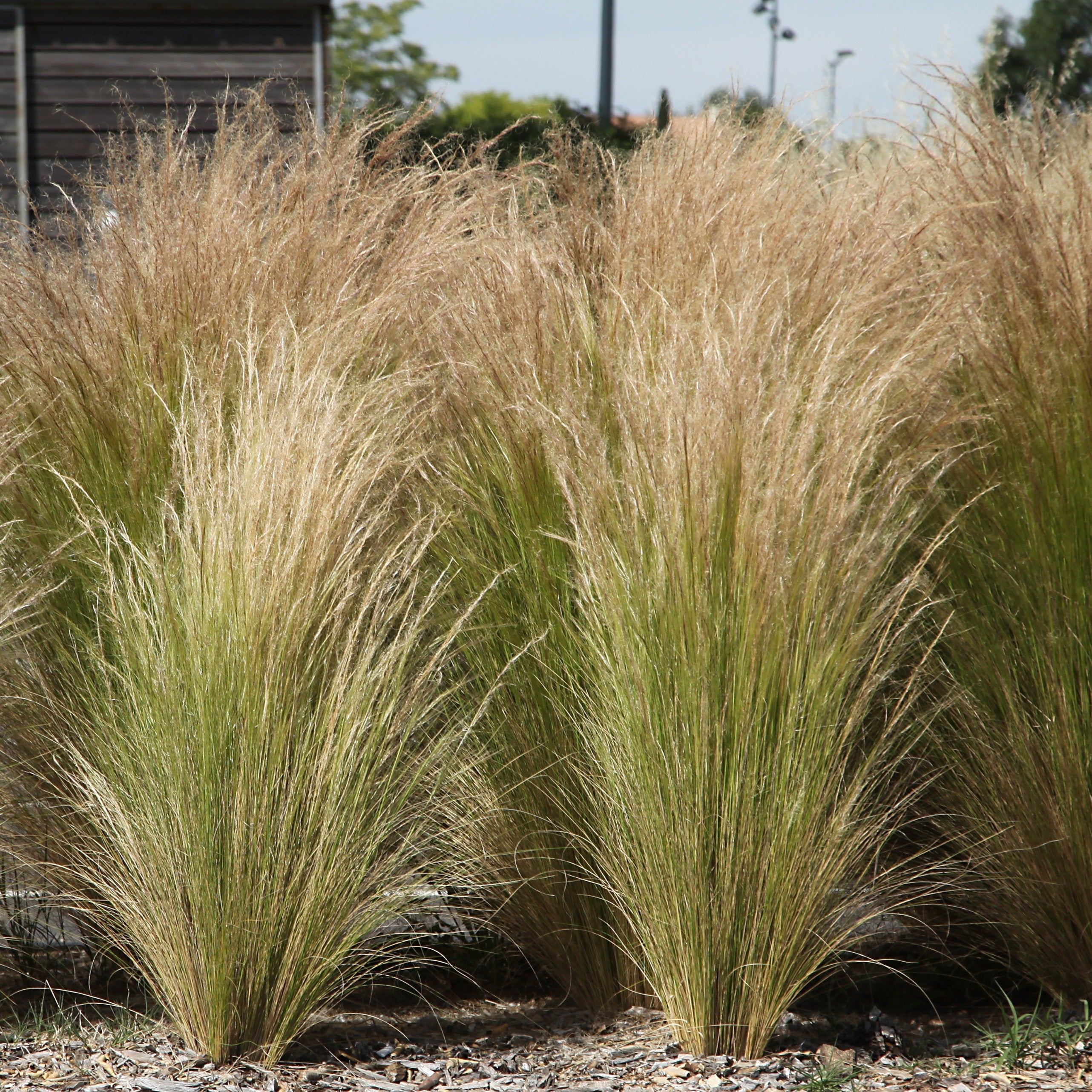 Bakker Cheveux d'Ange Stipa graminée pot Ø 9cm soleil