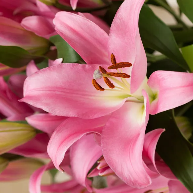 Bakker 3 Lis Foxtrot bulbes sachet rose double parfumé