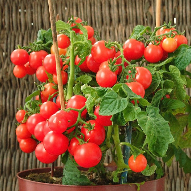 Bakker Tomate-cerise Minibel graines sachet 0,2g naine pot