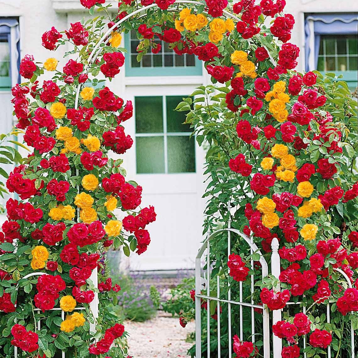 Bakker Rosiers Vlammenspel + Paul's Lemon Pillar grimpant 2 racines
