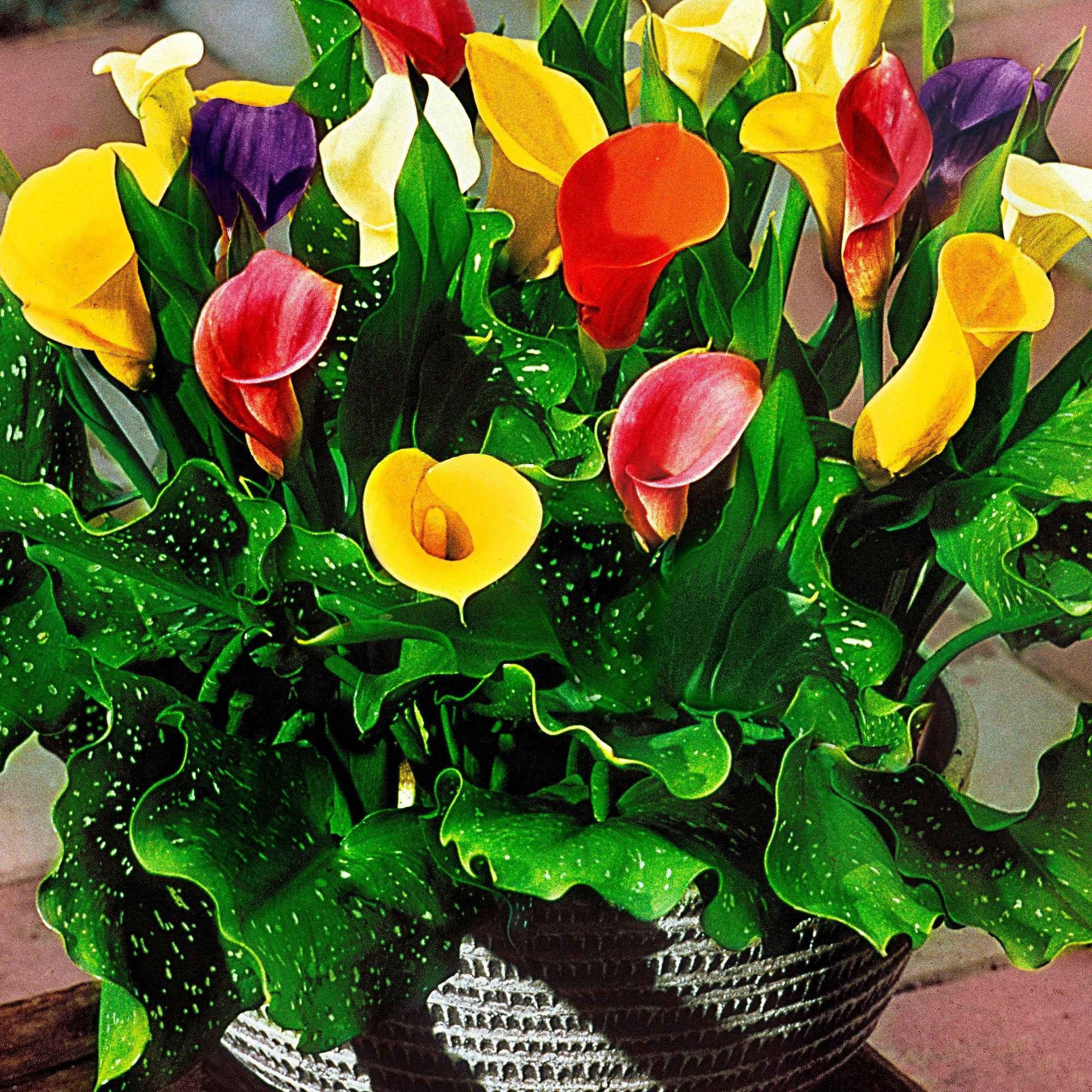 Bakker Arum mélange 3 bulbes jaune rouge rose été