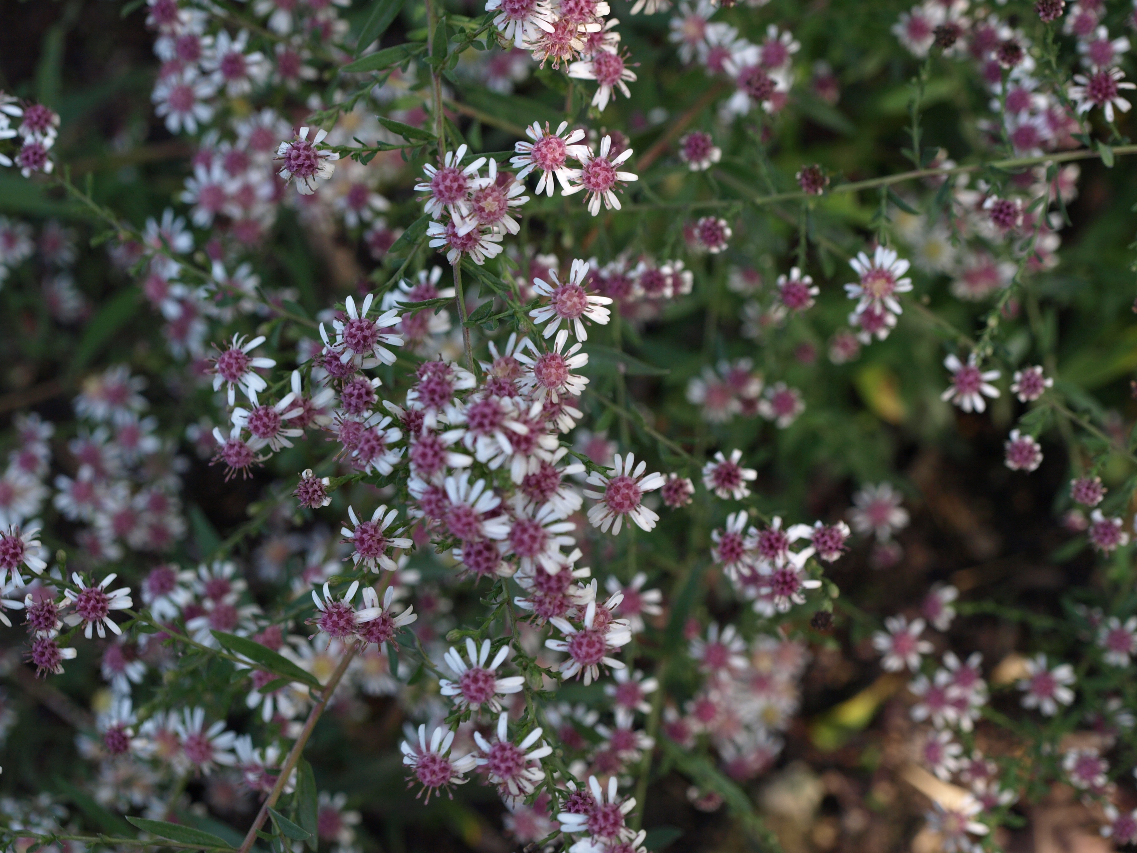 Passion Vivaces Aster Bleke Bet lateriflorus godet blanc