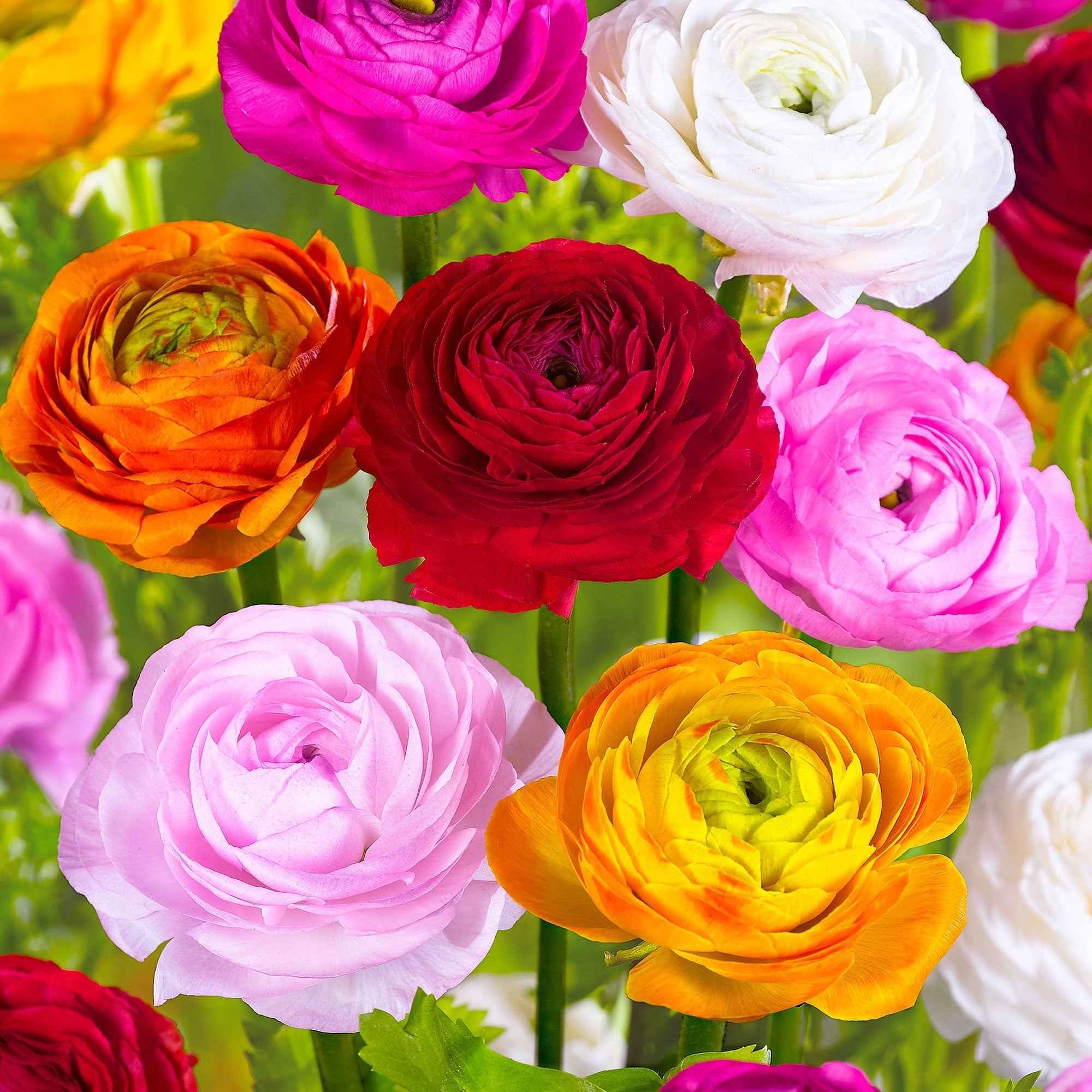 Bakker Renoncule mélange bulbes sachet 40 mélange couleurs