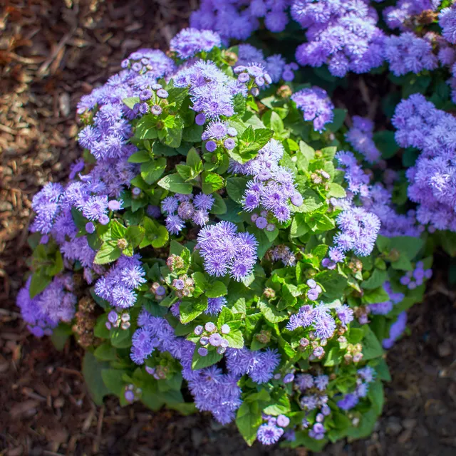 Bakker Ageratum bleu fleur de bordure pot 10,5cm floraison longue