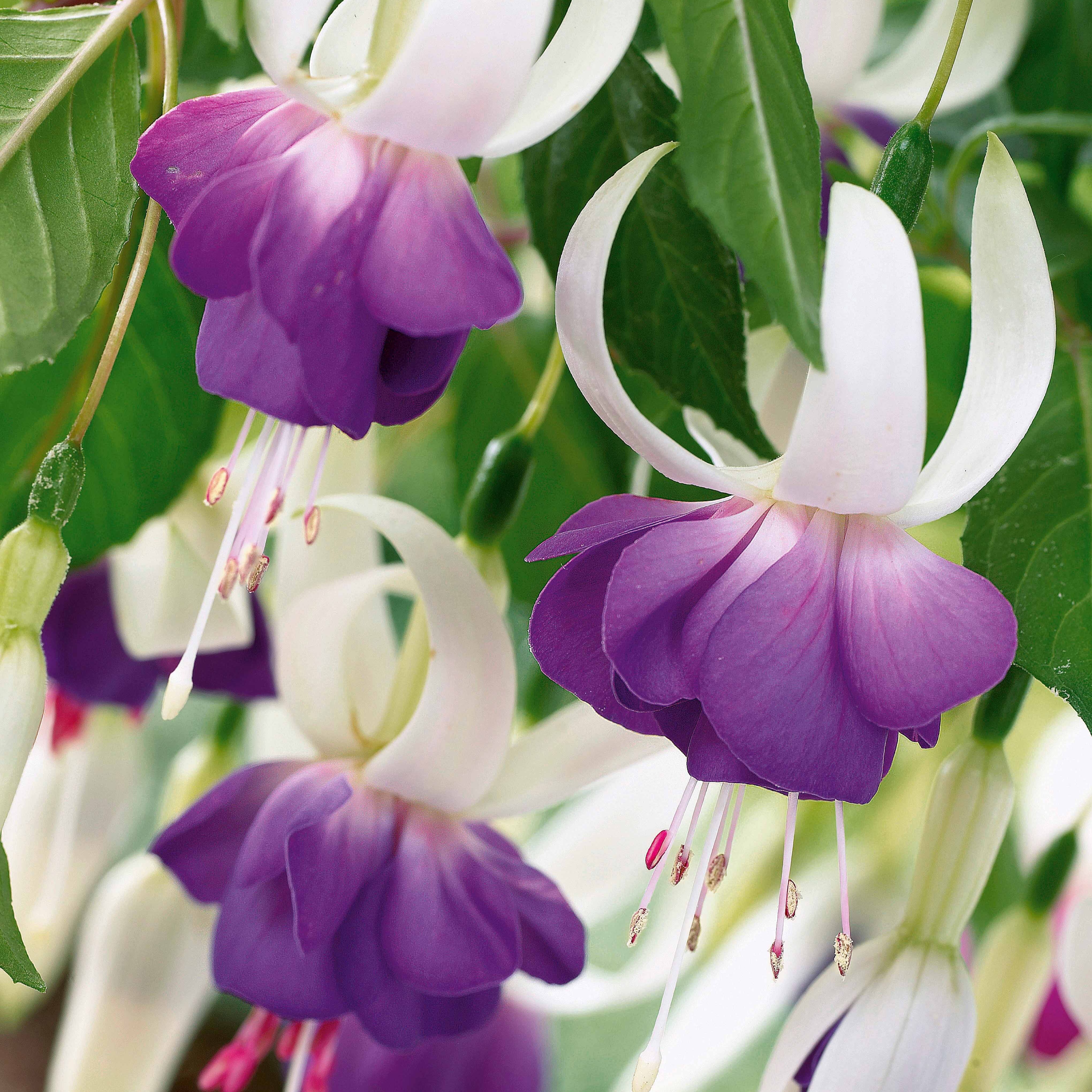 Bakker Blue Sarah fuchsia résistant 3 pots Ø9cm
