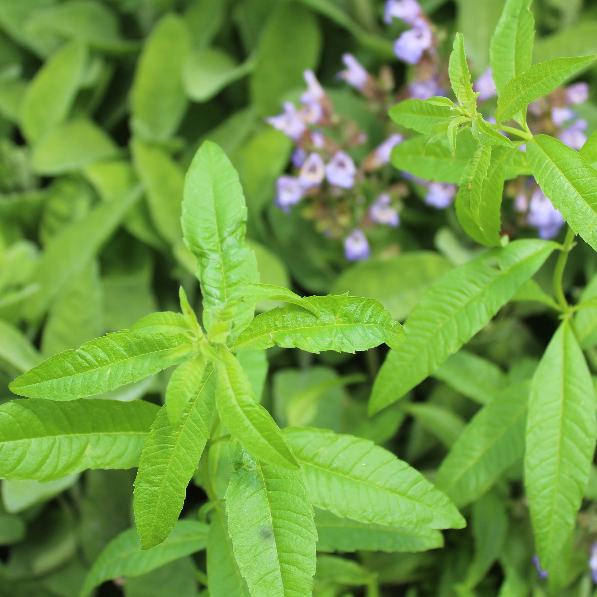 Bakker Verveine citronnelle plante vivace pot 9cm parfum citron
