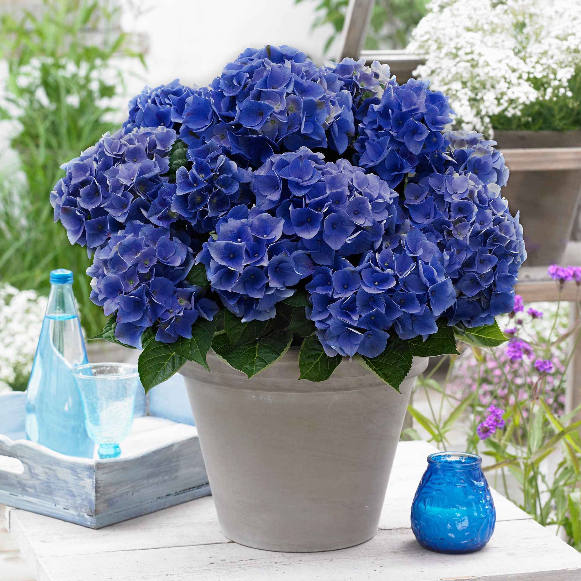 Bakker Blue Boogie Woogie hortensia pot 2L fleurs bleu rose