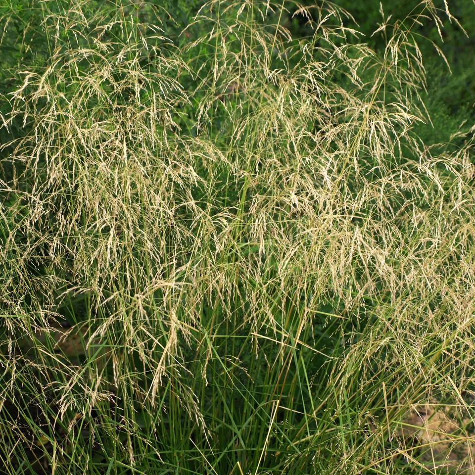 Passion Vivaces Deschampsia cespitosa Goldtau graminée godet dorée