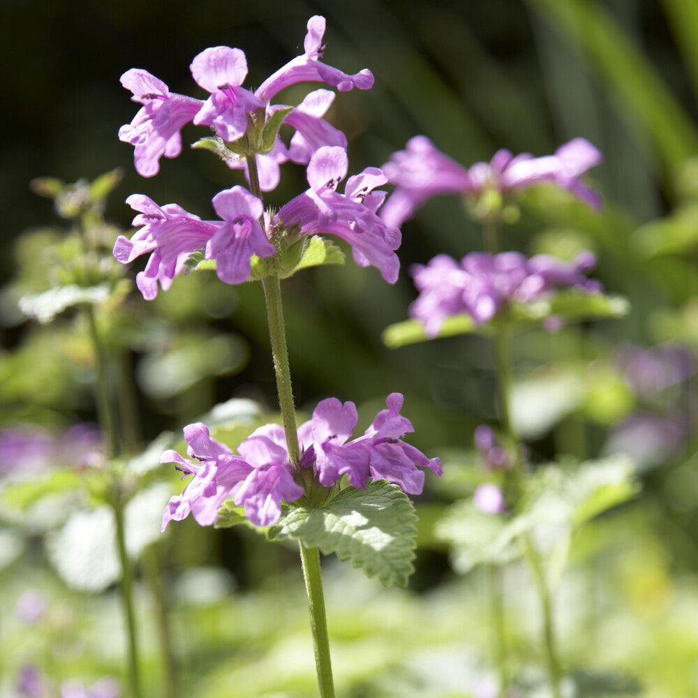Bakker Superba épiaire grandes fleurs pot 9cm violet