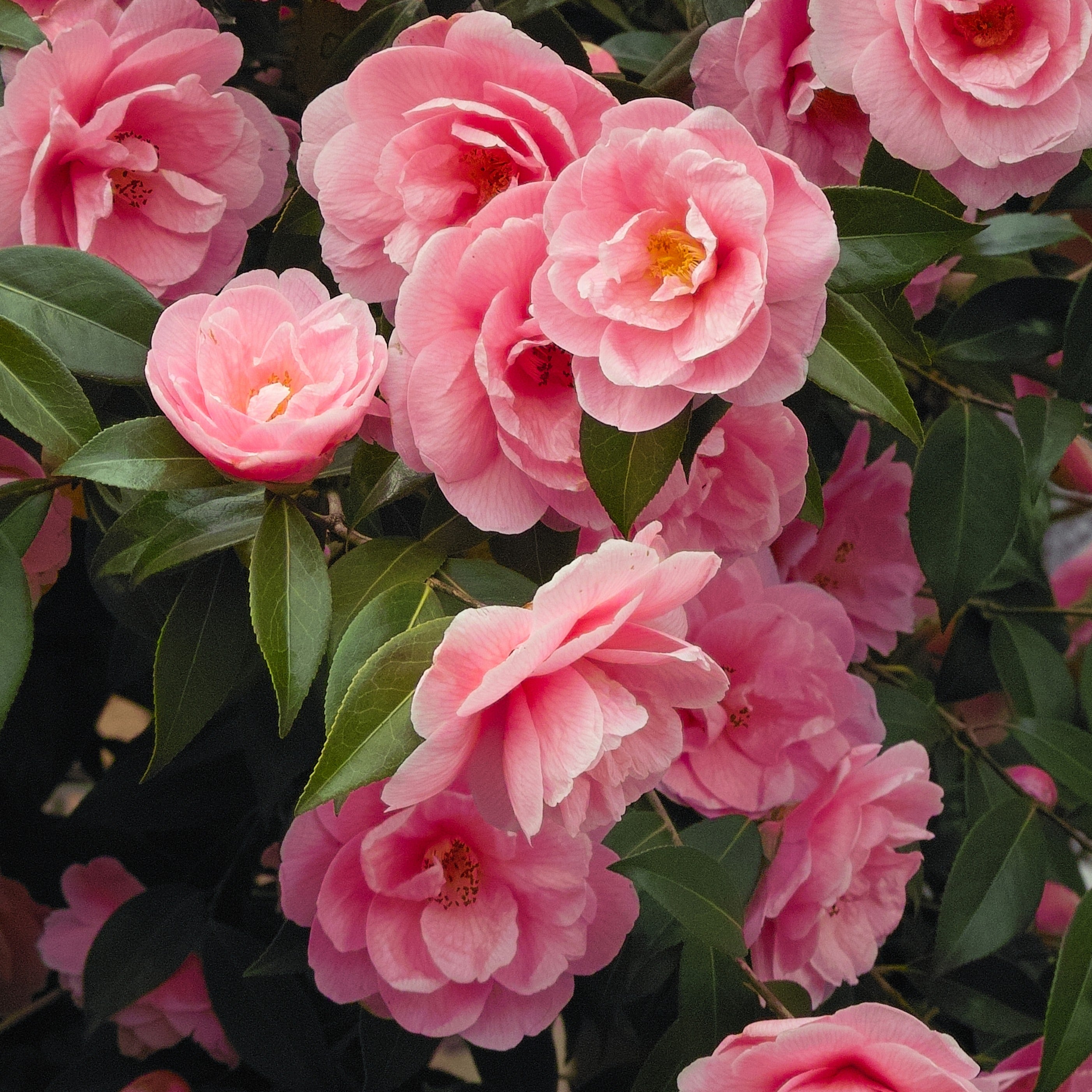Bakker Camélia Japon doubles roses arbuste pot 2L 30-40cm