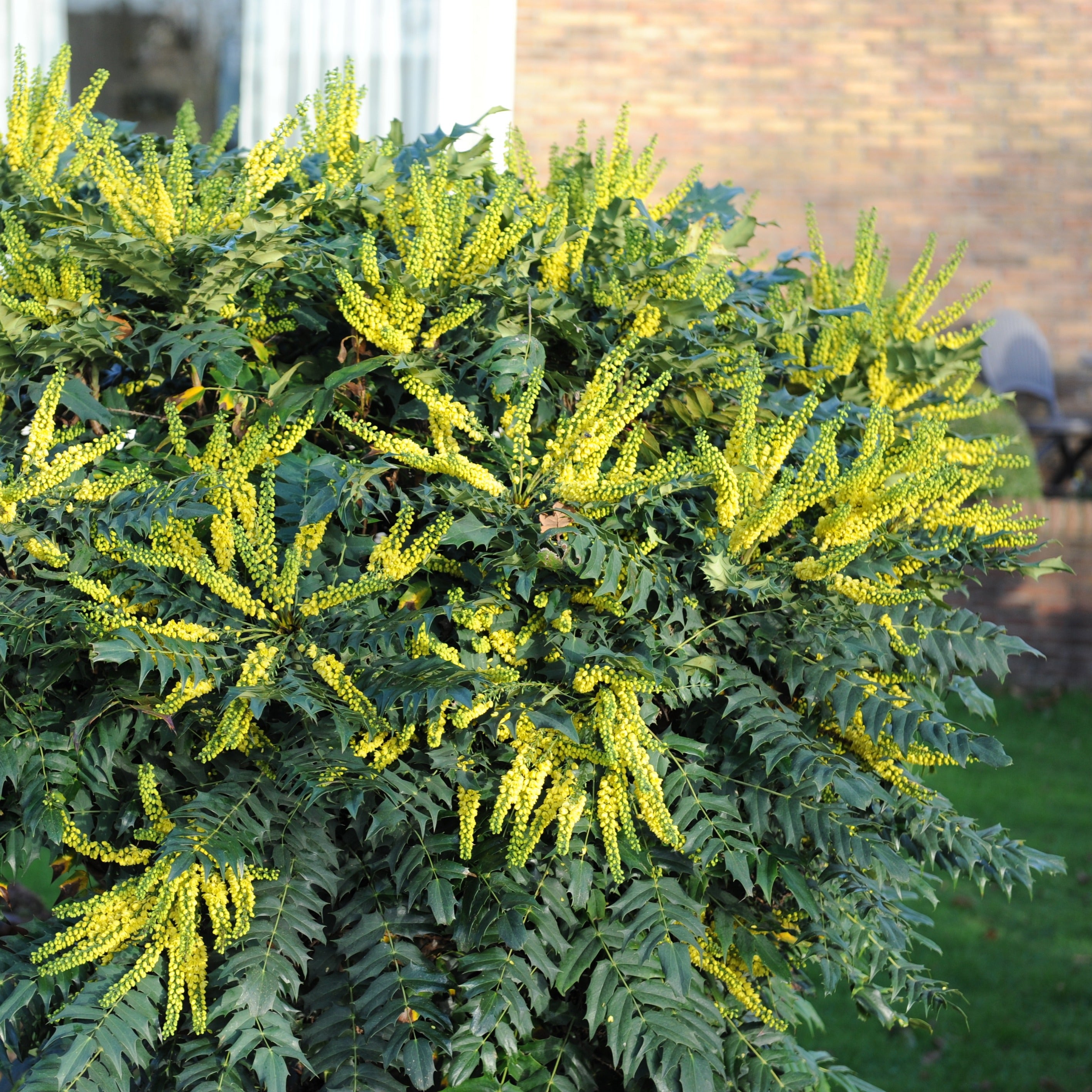 Bakker Plantes d'extérieur Mahonia Charity arbuste pot 3L floraison jaune