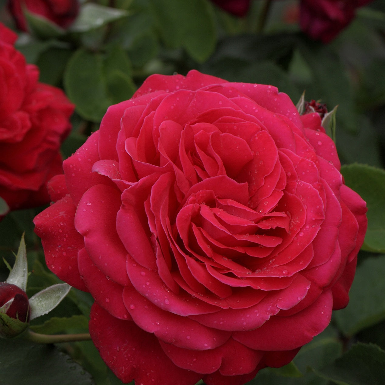 Bakker Rosiers Dame de Coeur rosier à grandes fleurs pot 4L rouge