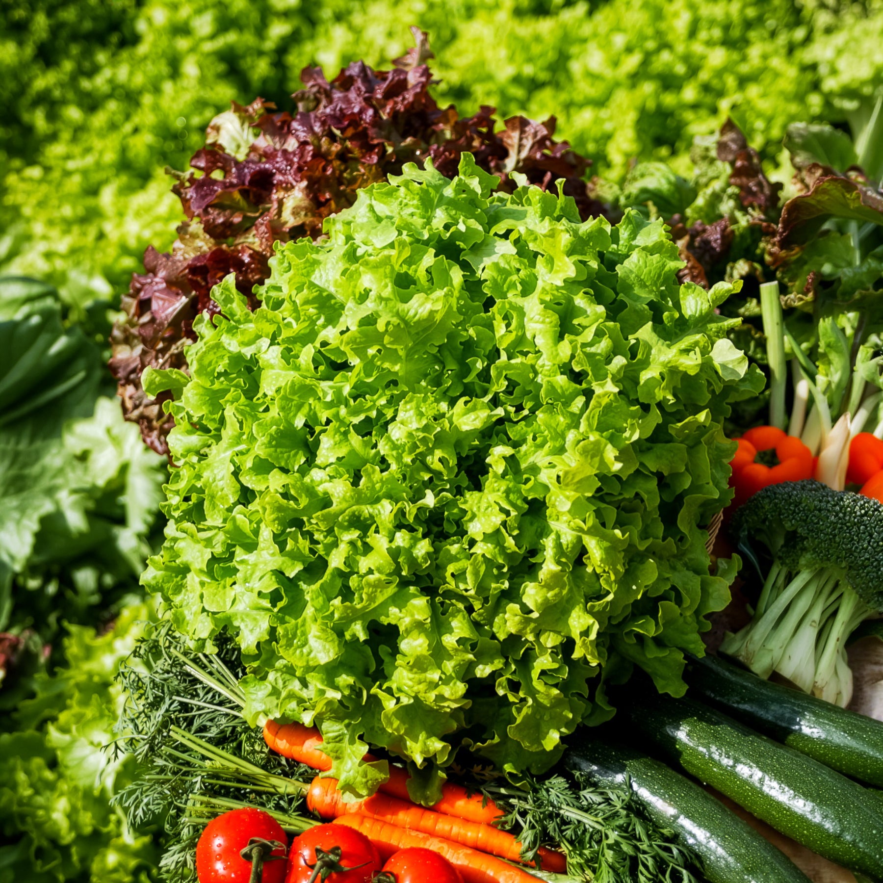 Bakker Potager Laitue Salad Bowl graines sachet 1g à couper