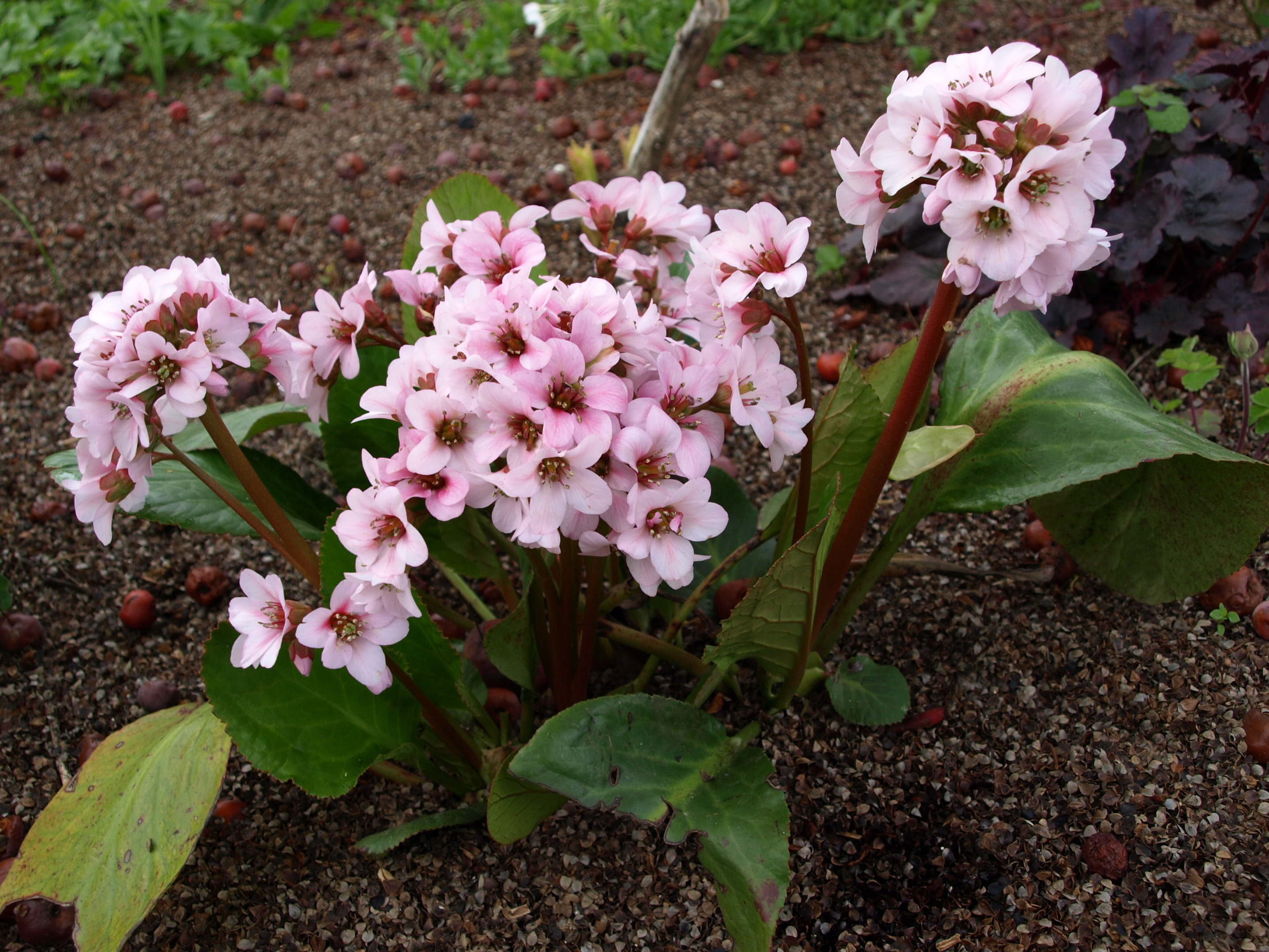 Bergenia Herbstblüte plante vivace pot 1 L rose vif remontant