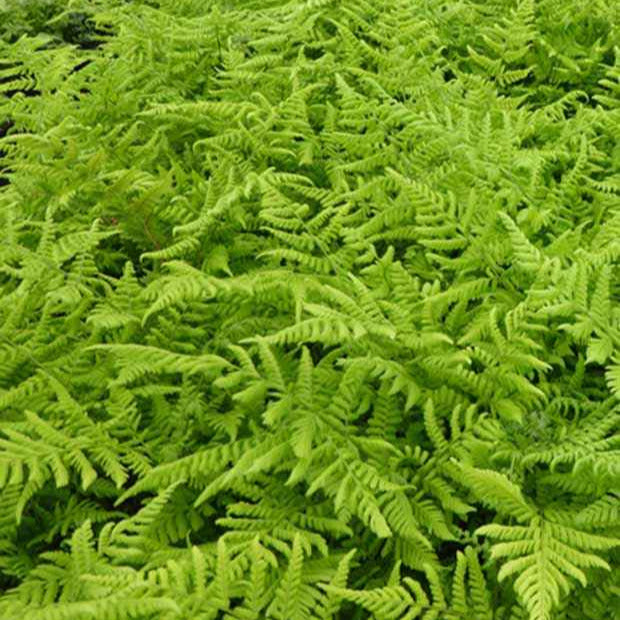 Bakker Fougère dilatée pot 9cm ombre persistante