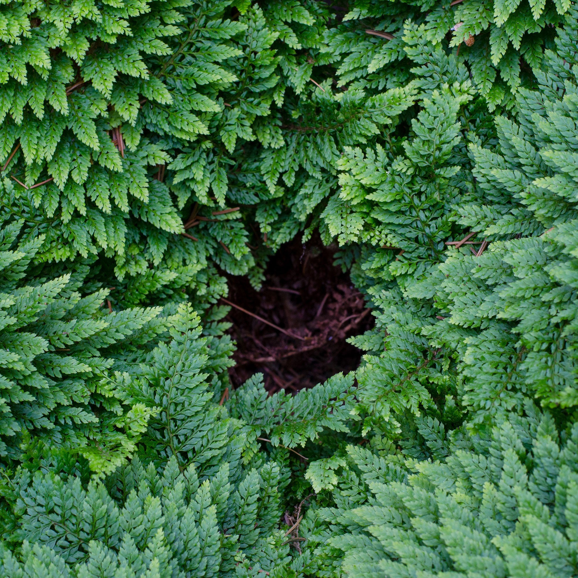 Bakker Fougère Plumosum Densum persistante pot 9 cm