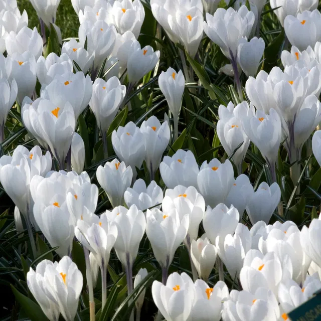 Bakker Crocus Jeanne d'Arc blanc 10 bulbes 8-9cm
