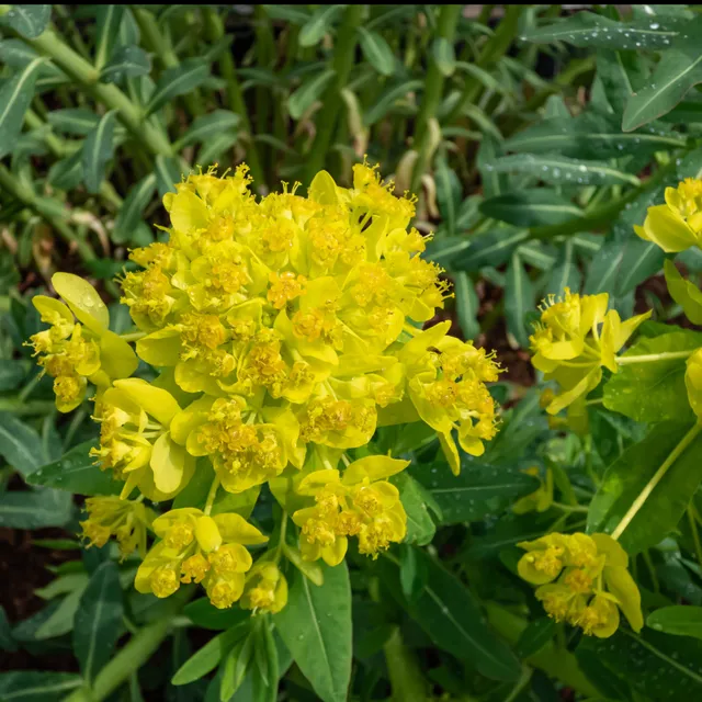 Bakker Euphorbe des marais vivace pot Ø 9cm jaune mellifère