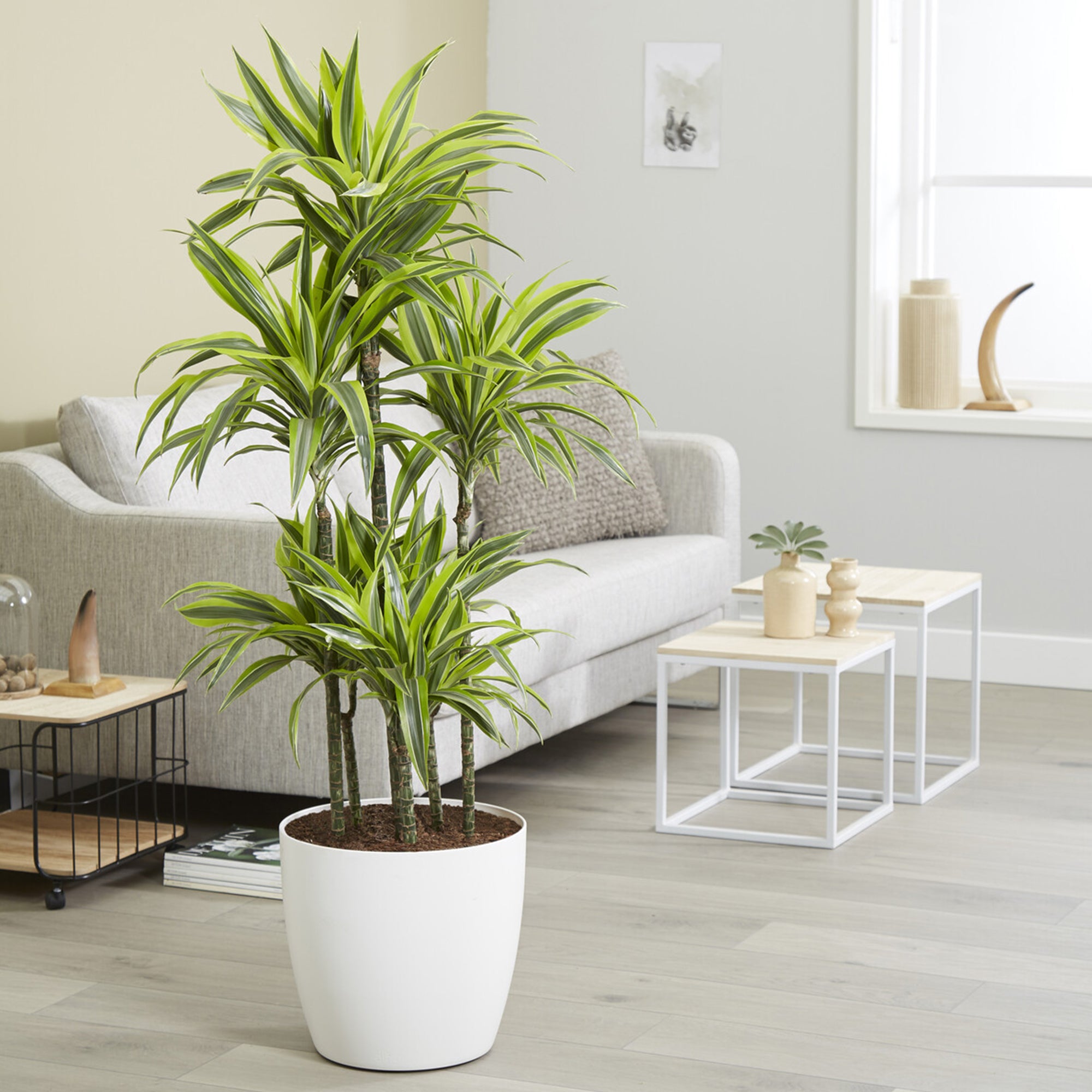 Bakker Dracaena Lemon Lime dragonnier pot Ø17cm panaché