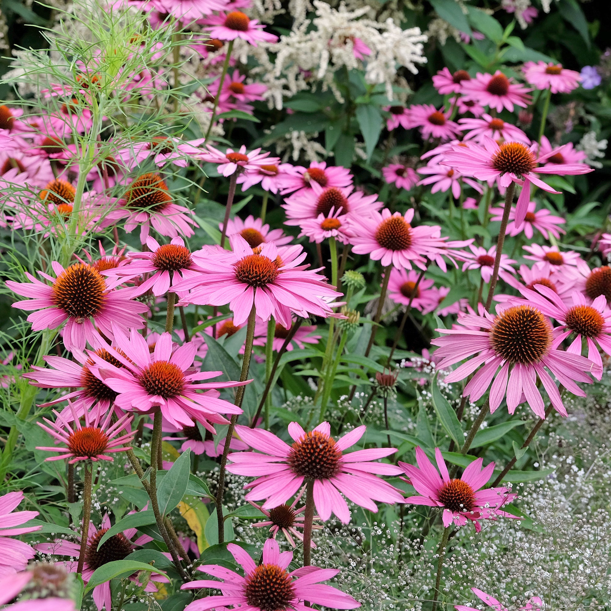 Bakker Rubinstern échinacée pourpre pot Ø 9cm rose carmin