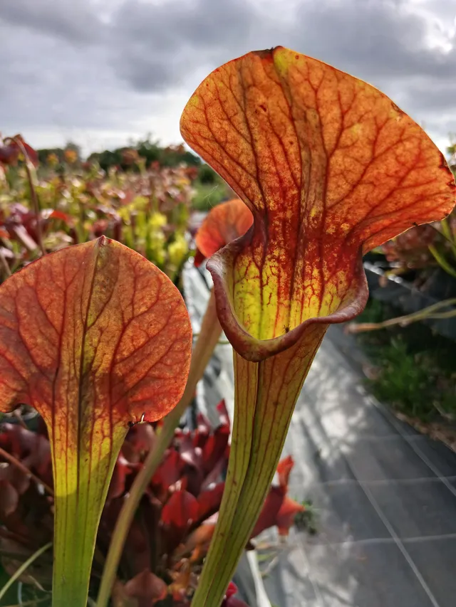 Carniflore Sarracenia x asbo plante carnivore adulte 1 pousse