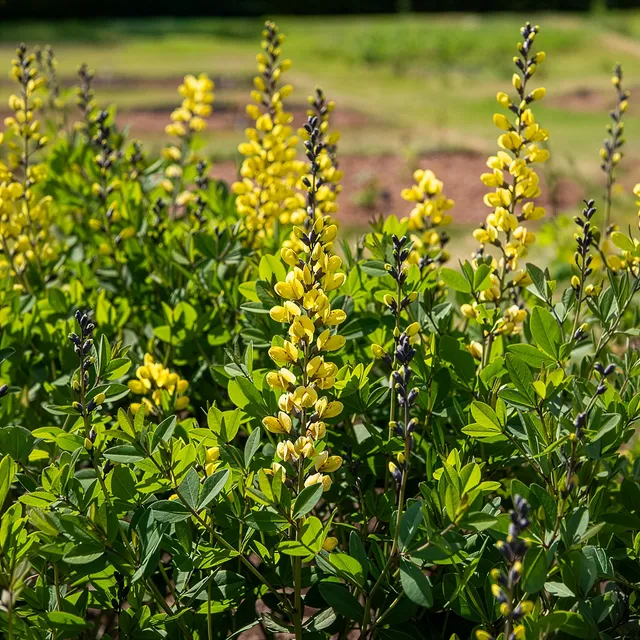 Bakker Baptisia Lemon Meringue lupin indigo jaune pot 9cm