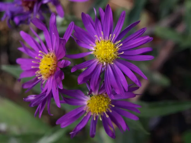 Passion Vivaces Aster novi-belgii Fuldatal plante vivace violette godet