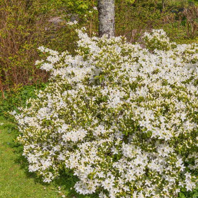 Bakker Azalea Palestrina azalée blanche pot 2L 20-30cm