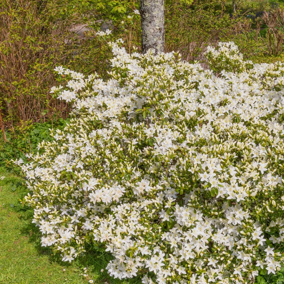 Bakker Azalea Palestrina azalée blanche pot 2L 20-30cm