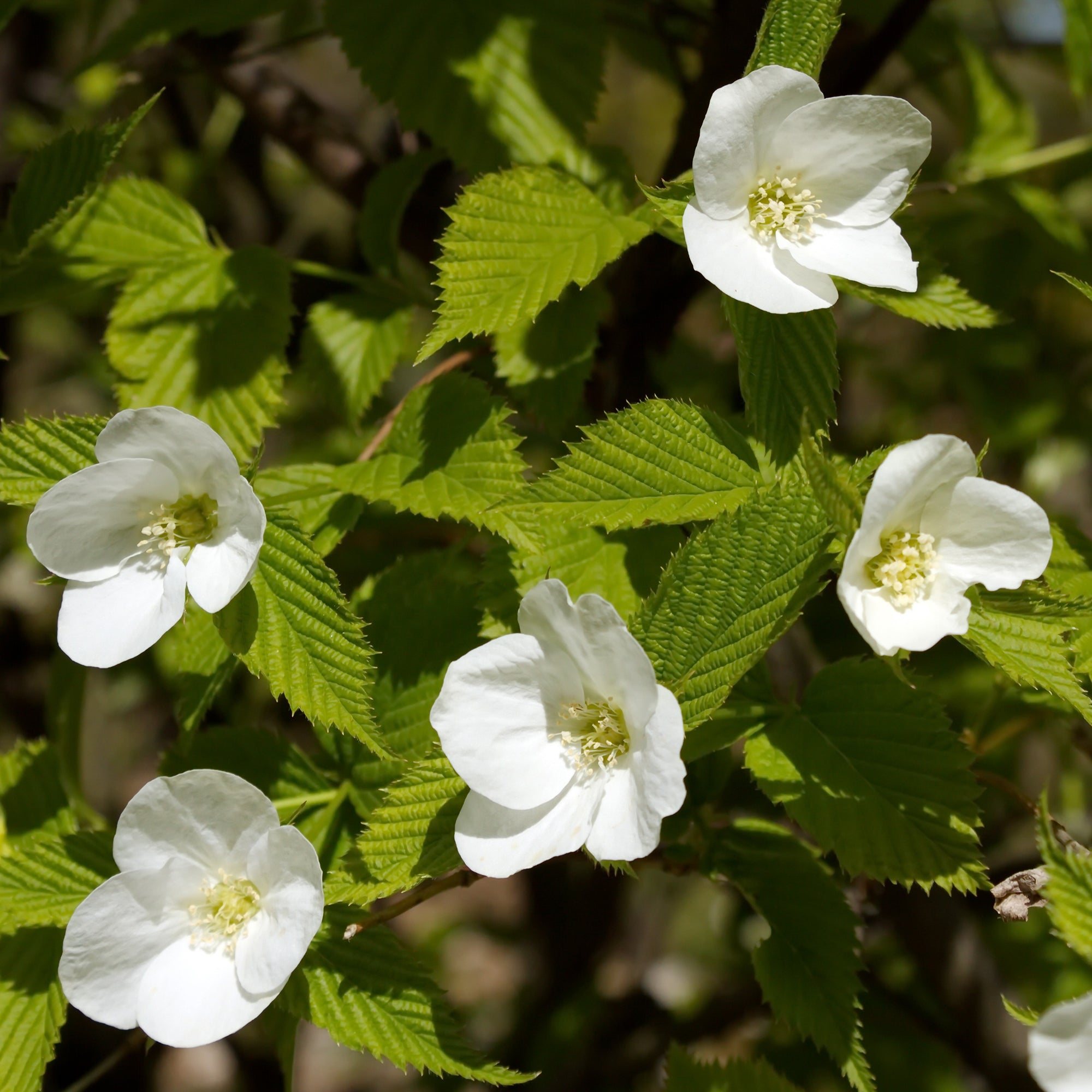 Bakker Rhodotypos arbuste fleuri pot Ø9cm fleurs blanches