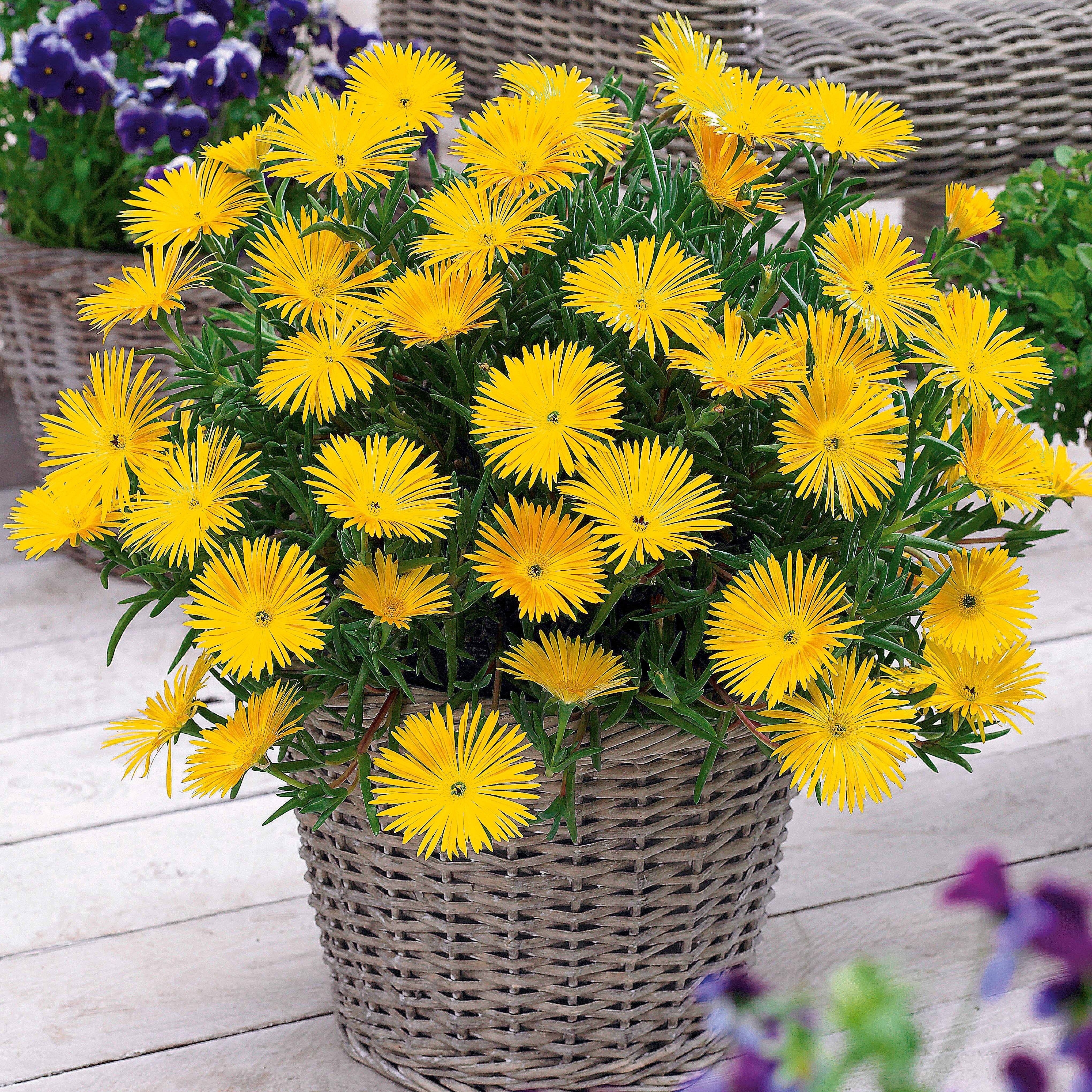 Bakker Collection 6 Ficoïdes plante vivace 10,5cm soleil