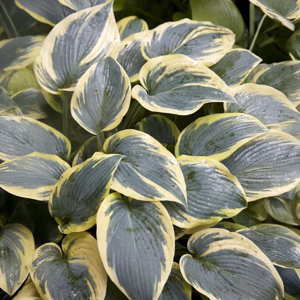 Bakker Hosta First Frost vivace panachée pot Ø 9 cm ombre