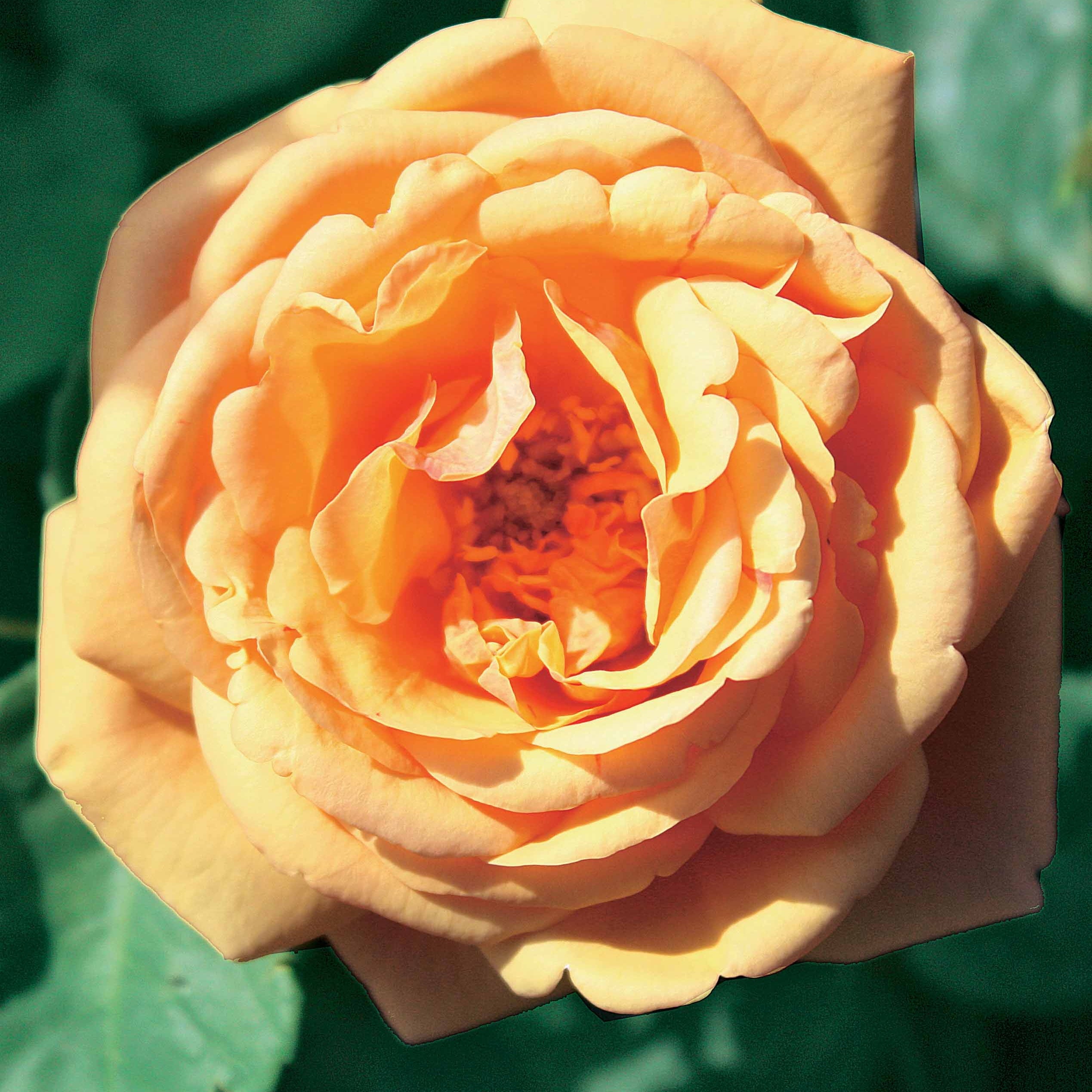 Bakker Collection 3 Rosiers anglais racines nues parfumés