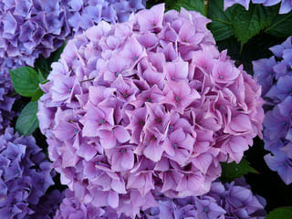 Les Hortensias du Haut Bois Splendens hortensia boule rouge