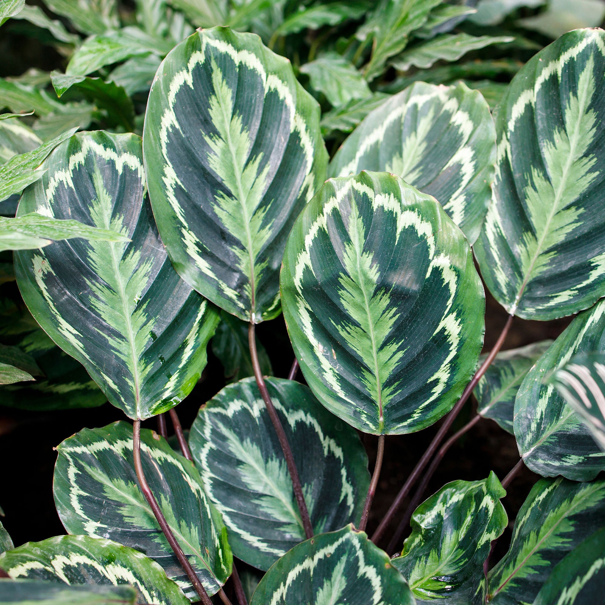 Bakker Calathea Medaillon XL plante intérieur pot 19cm 70-90cm