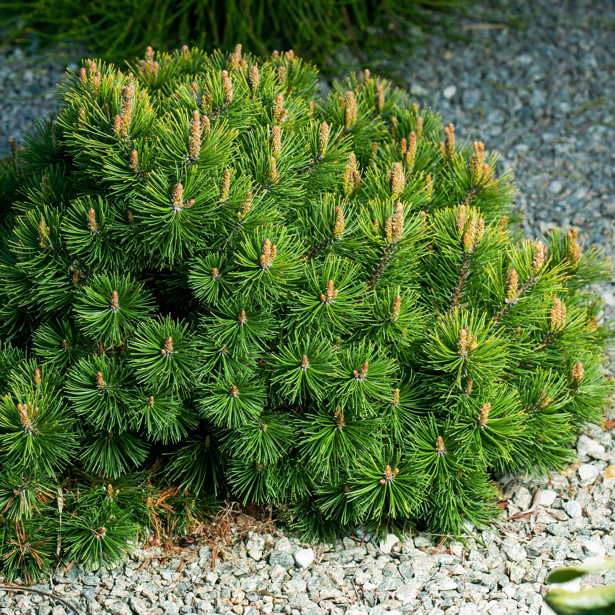 Bakker Pin des montagnes Pinus mugo pot 3L 20-30cm