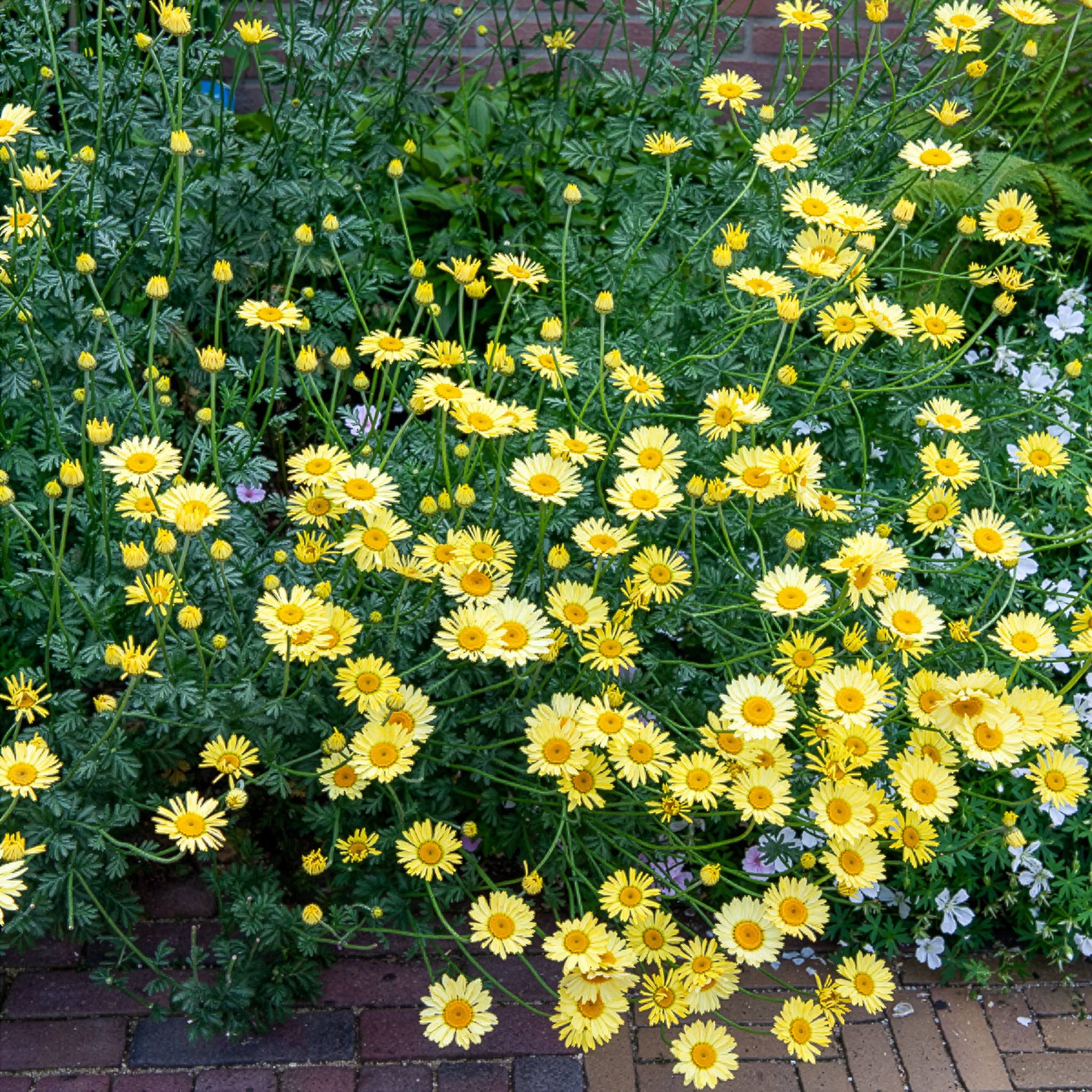 Bakker Camomille E.C. Buxton plante vivace pot 9cm jaune