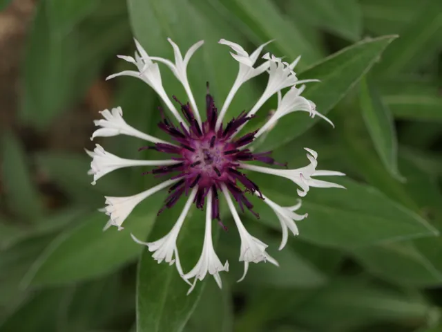 Passion Vivaces Centaurea montana Purple Heart plante vivace godet
