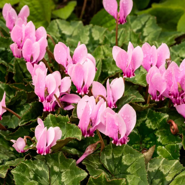 Bakker Bulbes à fleurs Cyclamens de Naples rose 3 bulbes automne