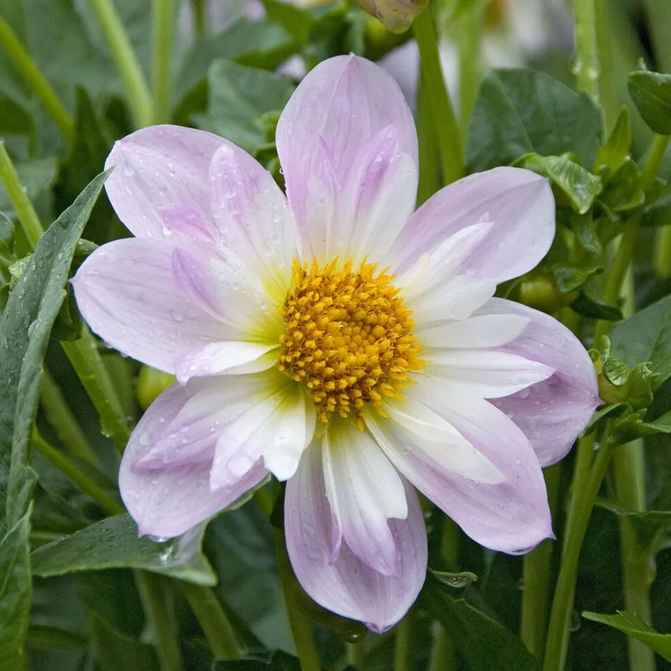 Bakker Bulbes à fleurs Dahlia collerette Teesbrooke Audrey bulbe calibre I