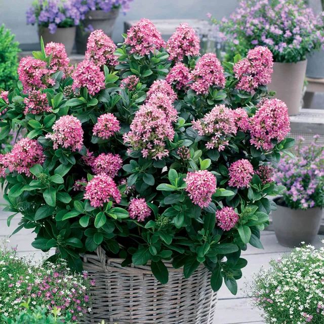 Bakker Escallonia Pink Elle arbuste pot 2L 15-20cm fleurs roses