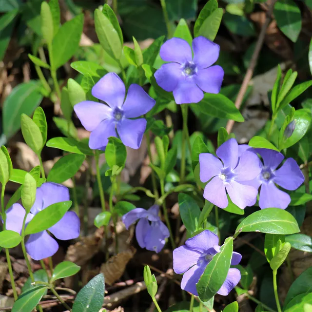 Bakker petite pervenche violette pot 8cm lot de 2